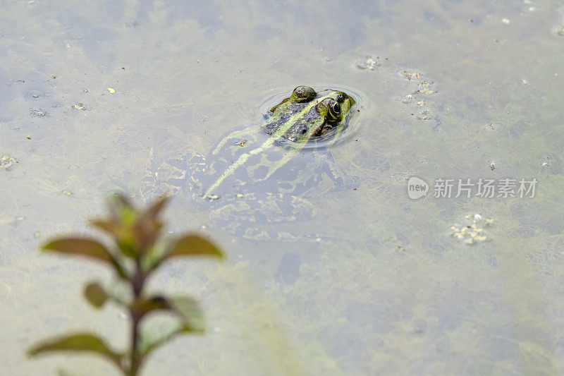 塘蛙(Pelophylax kl. esculentus, Pelophylax“esculentus”，Rana“esculenta”)